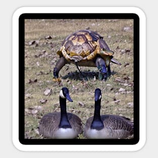 geese with a turtle Sticker